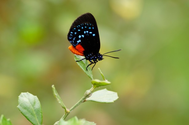 Cuban atala butterfly