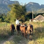 man on horse with other horses in countryside