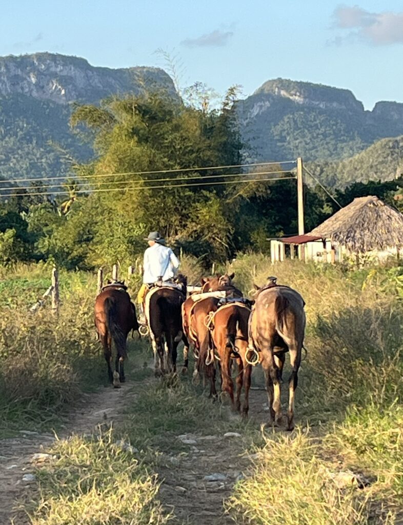 man on horse with other horses in countryside