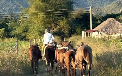 man on horse with other horses in countryside