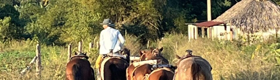 man on horse with other horses in countryside